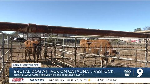 A Catalina Foothills grieves the loss of a 4-H award-winning cow, after a brutal dog attack on livestock leaves one dead, and two injured