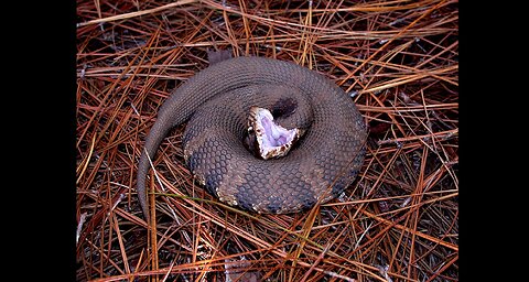 COTTONMOUTH