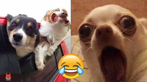 Funniest Animals 2022 🤣 - Funny Dogs And Cats Videos 🐶😺