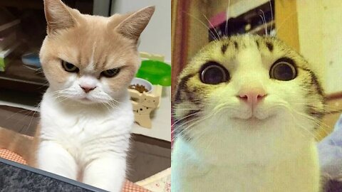 Cute Funny Cats video compilation #2 | Try not to laugh | Thechucklehub