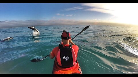 Could these be the Worlds happiest dolphins?