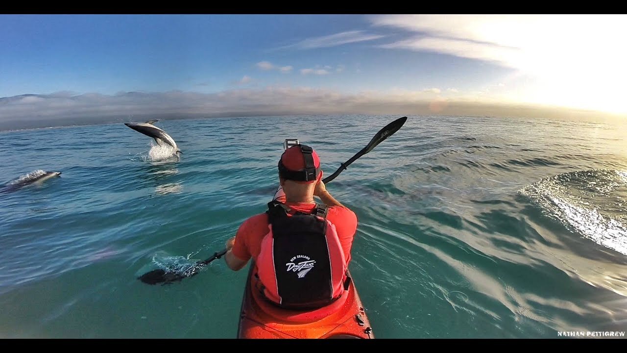 Could these be the Worlds happiest dolphins?