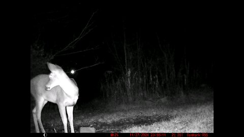 Deer Cam 11-27-2024