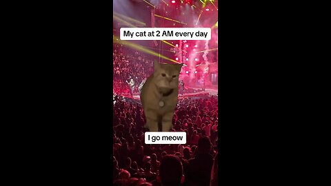 I go meow