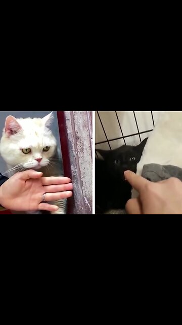 Funny Cute Cat Video