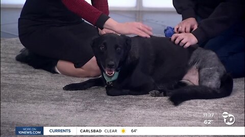 Pet of the Week: Sirius