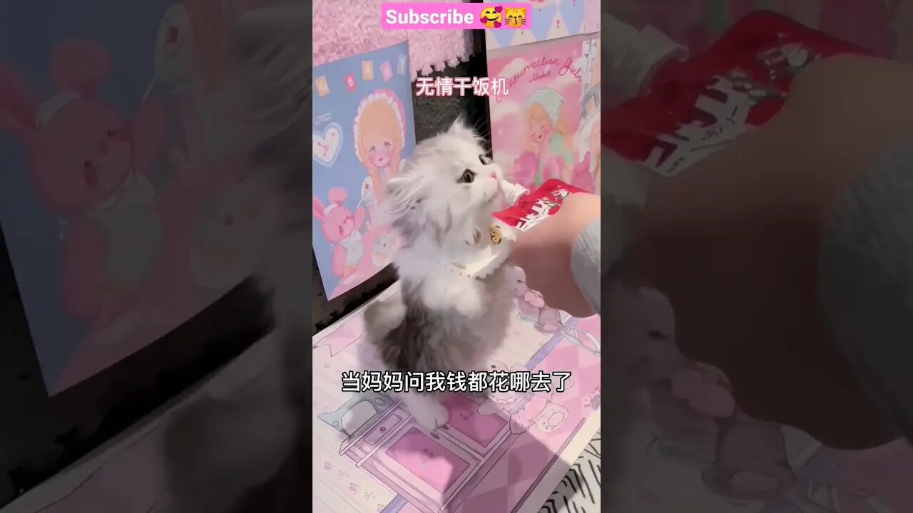 2023 SO CUTE CAT! HE LIKE THIS Eat || 🍻😽🥰 #shortsfeed #shorts #cat #youtubepets