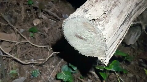 Nice Cedar Log Find, for Fire - 8 year old (at least) Perfectly Preserved + Seasoned