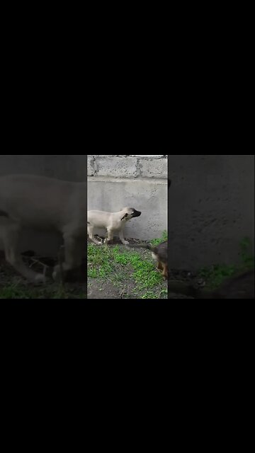 Котёнок первый раз видит собак