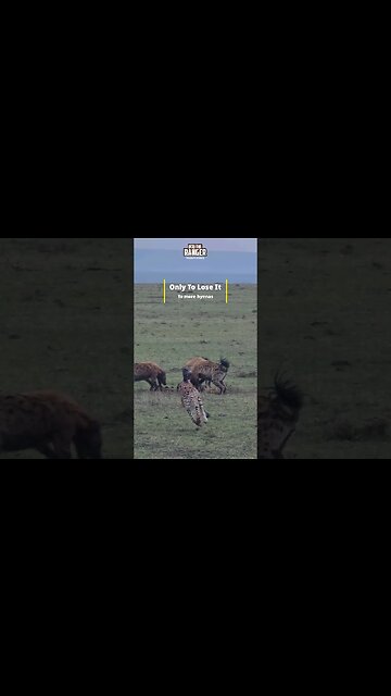 Cheetahs Lose A Meal To Hyenas - TWICE! | #shorts #shortsafrica