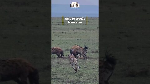 Cheetahs Lose A Meal To Hyenas - TWICE! | #shorts #shortsafrica