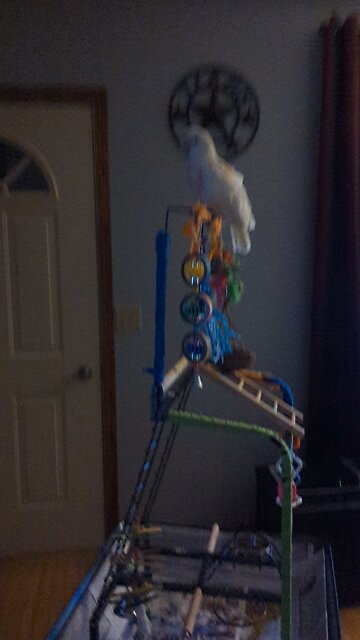 Another Video of a Rotten Bird