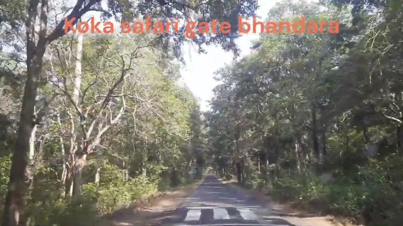 koka bhandara, Koka Wildlife Sanctuary | Nagzira | Navegaon