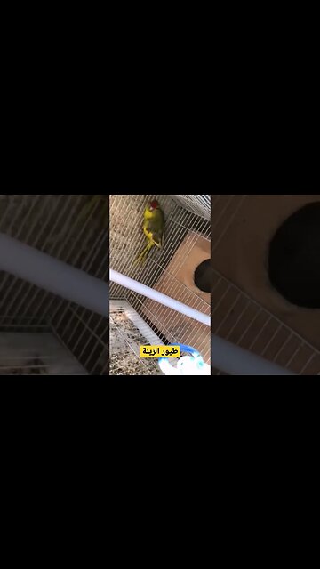 طيور الزينة الفيشر كيوت روعة