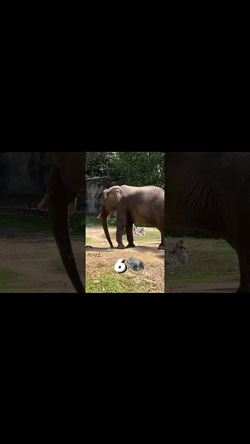 How Many Animals Can We Spot? #AnimalKingdom