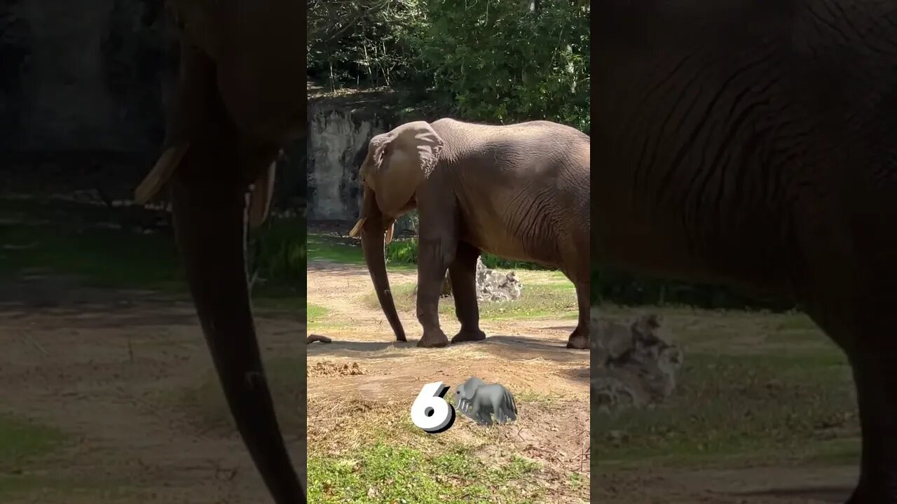How Many Animals Can We Spot? #AnimalKingdom