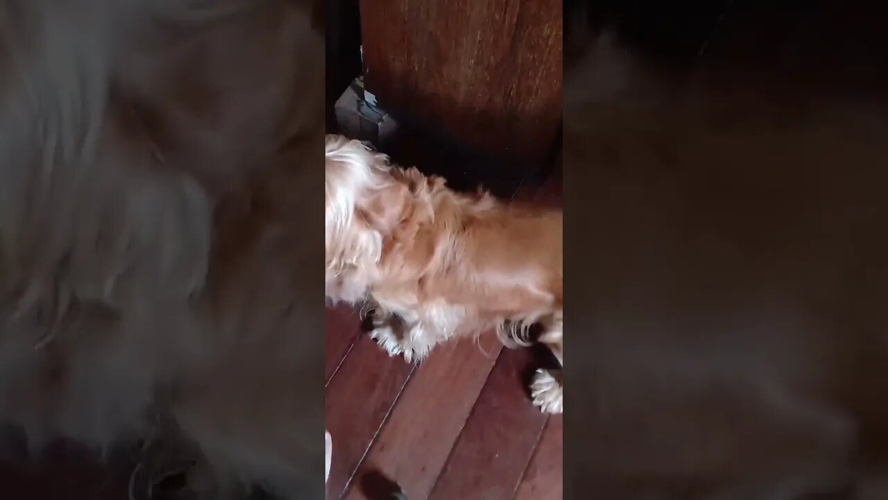 #dogshow , #animals , #dogs , #shorts