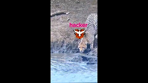 funny and impossible Sigma animals 😈😎 #shorts #viral #funny