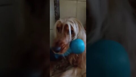 #dogshow , #animals , #dogs , #shorts