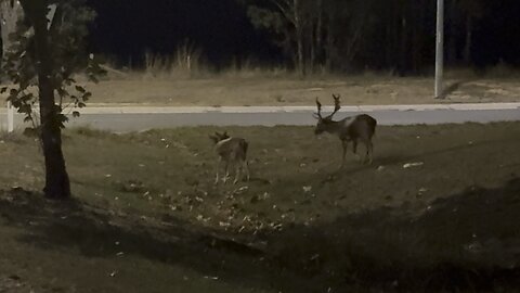 Stay Off The Road Deer