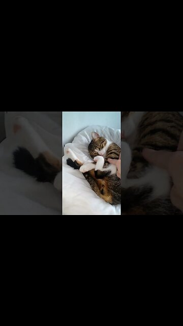 Cute Cat Yawns #shorts