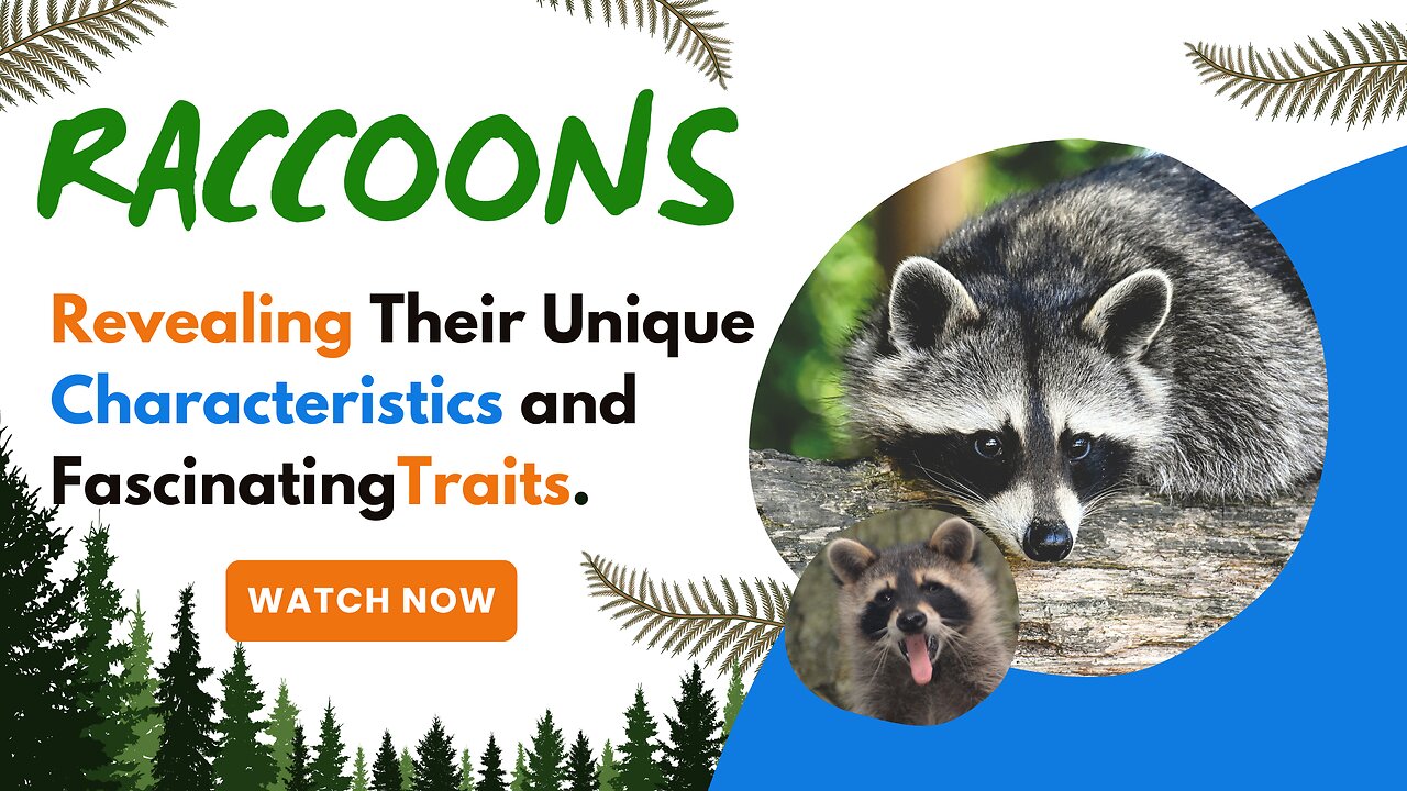 Raccoons, Revealing Their Unique Characteristics and Fascinating Traits.