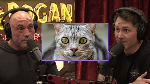 Joe Rogan: Cats Kill BILLIONS of Wild Animals Every Year