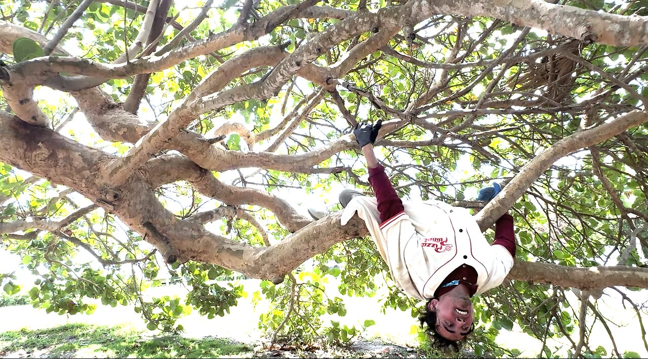 Learning How to Climb Trees with Tony Stark * Captain America