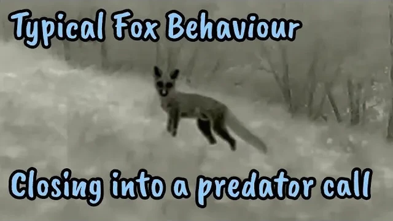 Fox Behavior Predator Calling