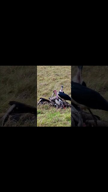 Vultures And Marabou With A Gnu #shorts | #ShortsAfrica