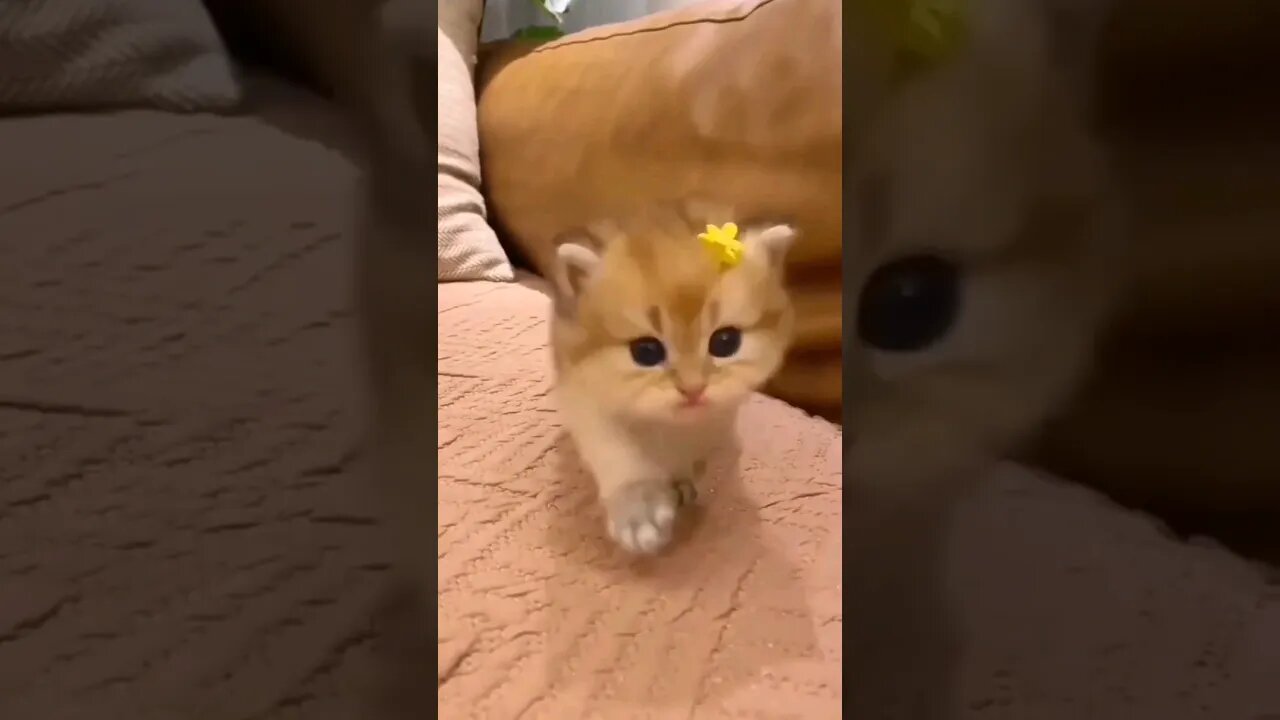 Baby cat 😍😍| #shorts #shortsfeed #youtubeshorts #ytshorts #cat #cute