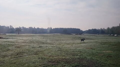 BEEKSE BERGEN: INDISCHE ANTILOPEN. INDIAN ANTILOPES RARE. SAFARI TOUR