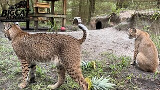 FUNdraiser FURiday with operations manager, Afton and Emma at Big Cat Rescue! 02 10 2023 ~ Part 2