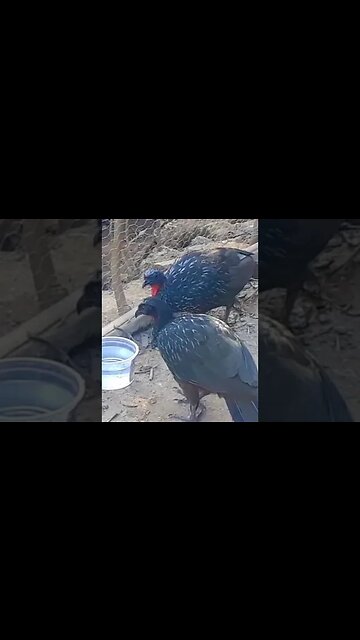 JACU COM SEDE EM BUSCA DE ÁGUA JACUAÇU