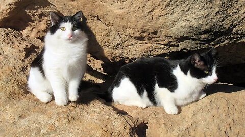 Our Cats #129 – Short Clip – Pasha & Panqueeñou Climb on Tall Cliffs