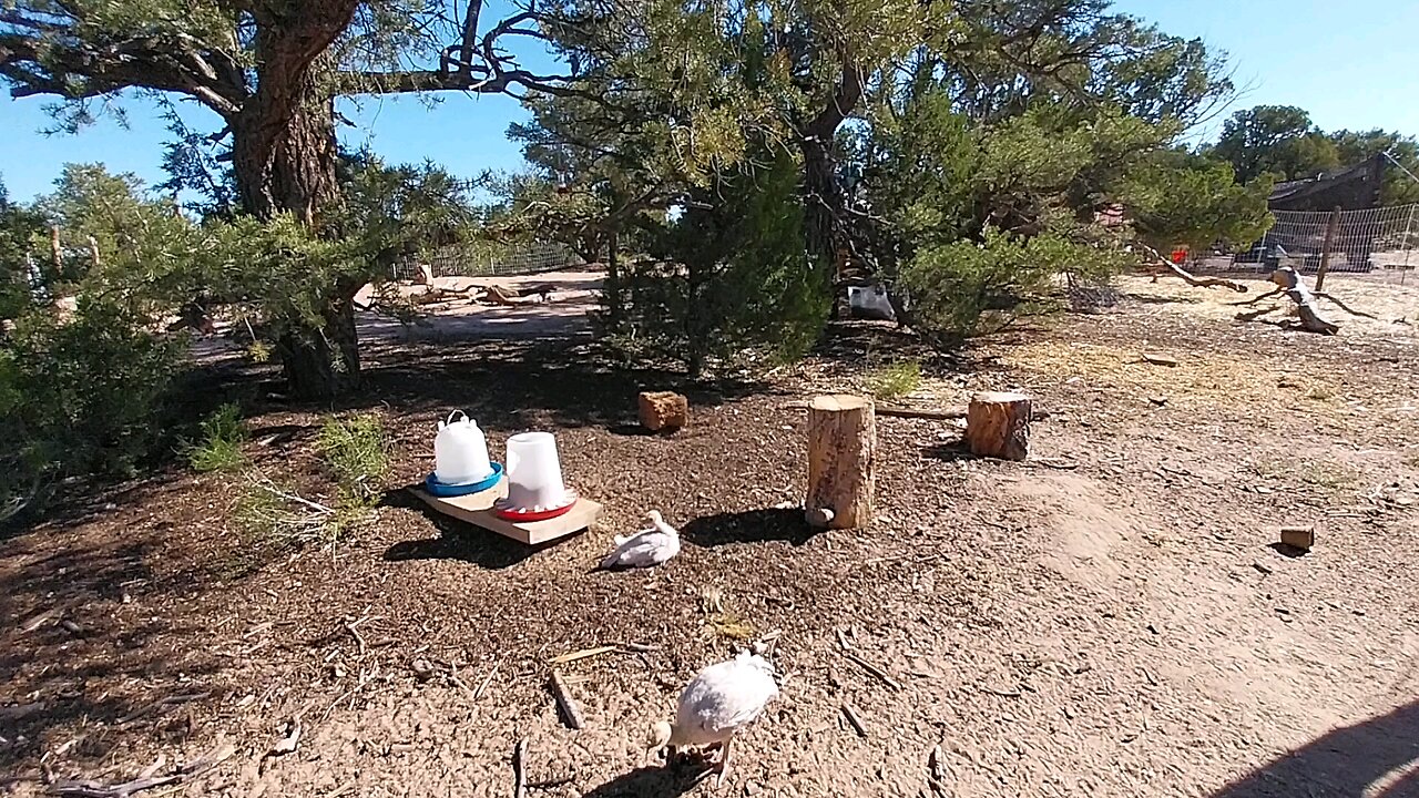 Pinion Jay visiting the turkeys.