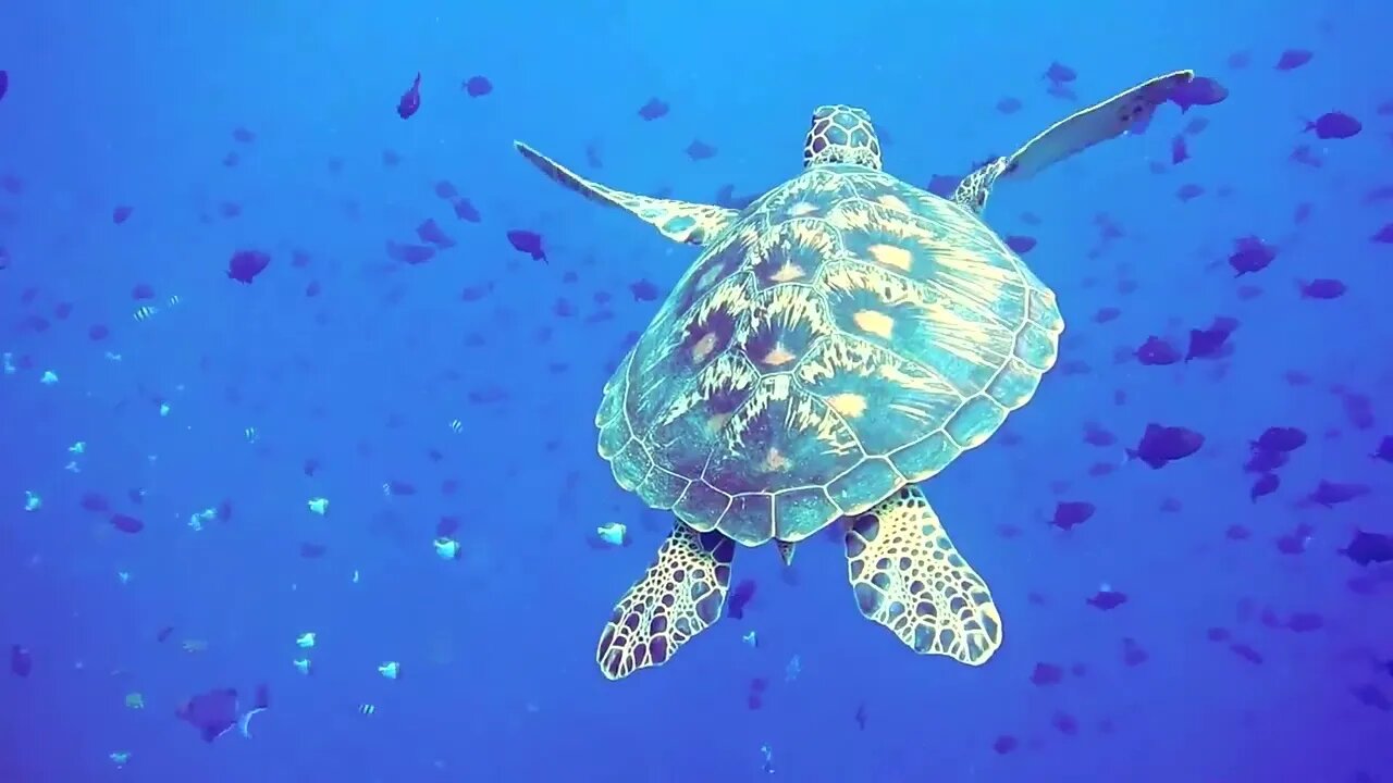 Sleep Music Underwater, Calm Your Mind, Better Sleep, Relaxation To Help Heal