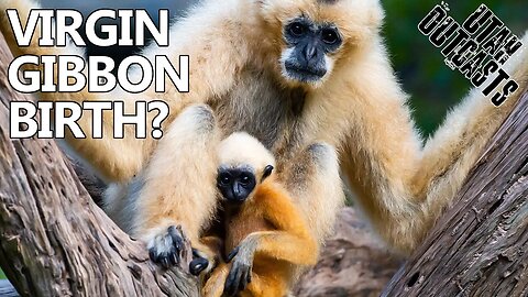 Gibbon Glory Hole - Episode 406