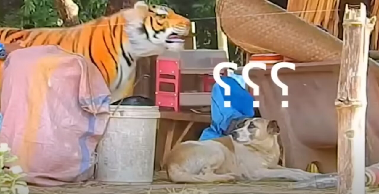 Best Funny Troll Prank Dog Funny & fake Lion and Fake Tiger.