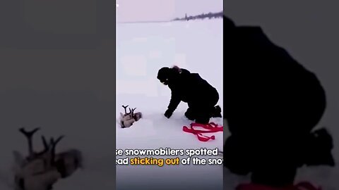 This Animal Had Only its HEAD Sticking Out the Snow