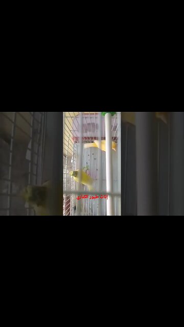 إناث طيور الكناري الحسون روعة