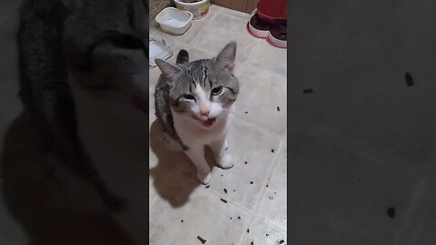 WHY IS YOUR NOSE ORANGE KITTY?