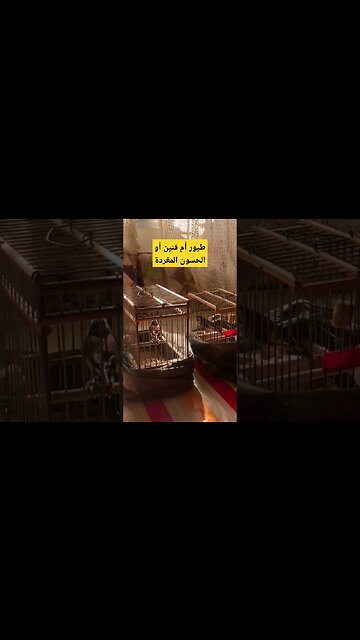 طيور أم قنين أو الحسون المغرد روعة مرحبا