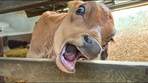 Funny ANIMAL Videos 😱🙀🐈🐄 #funny #animal