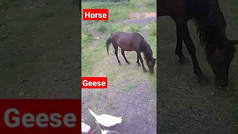 horse and geese