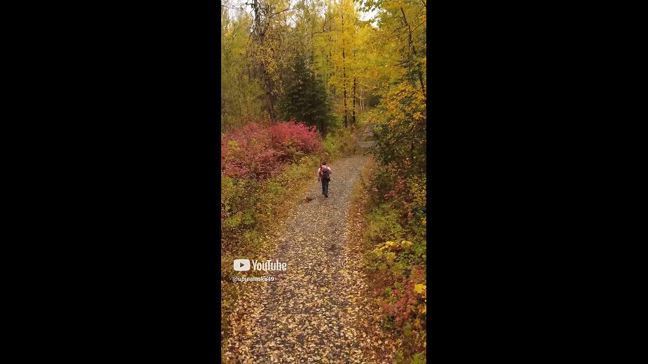 Vibrant Fall Colors #Subscribe #Alaska #Nature #Autumn #Fall #DJI #Shorts #fyp #Outdoors #Hiking