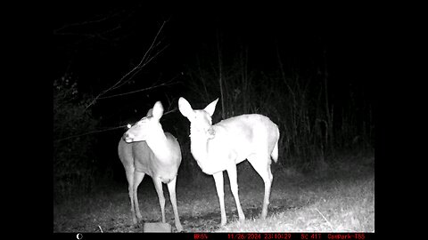 Deer Cam 11-26-2024