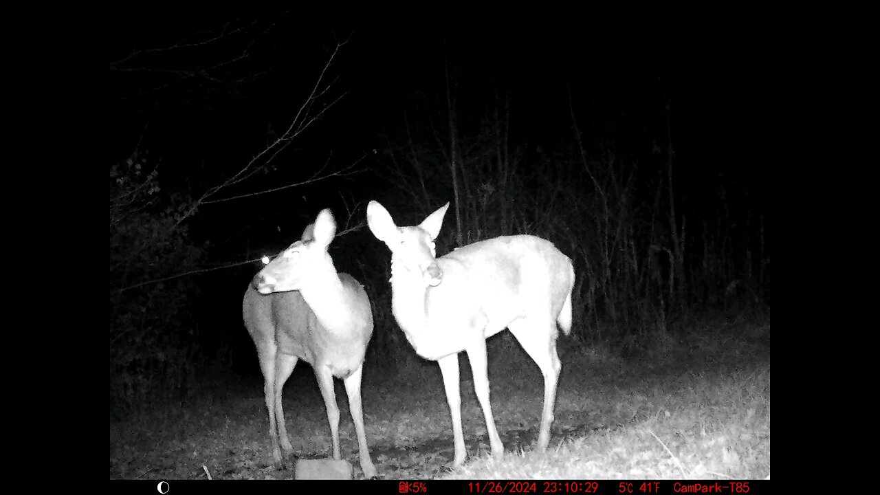 Deer Cam 11-26-2024