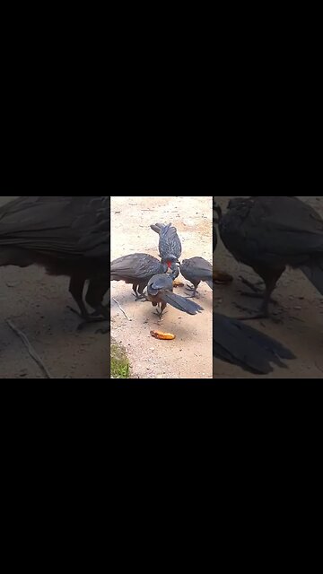 Jacu e seus filhotes em busca de comida Jacuaçu