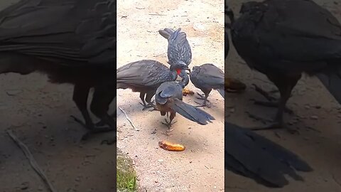 Jacu e seus filhotes em busca de comida Jacuaçu